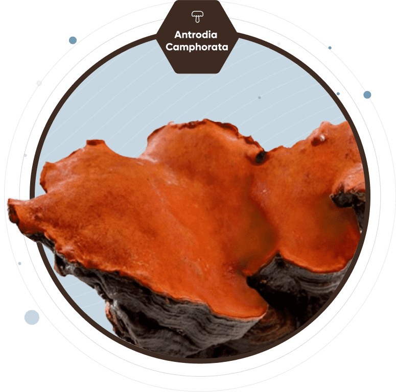 antrodia-camphorata