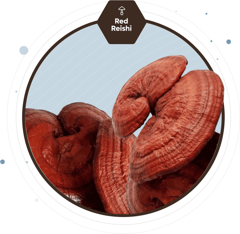 red reishi