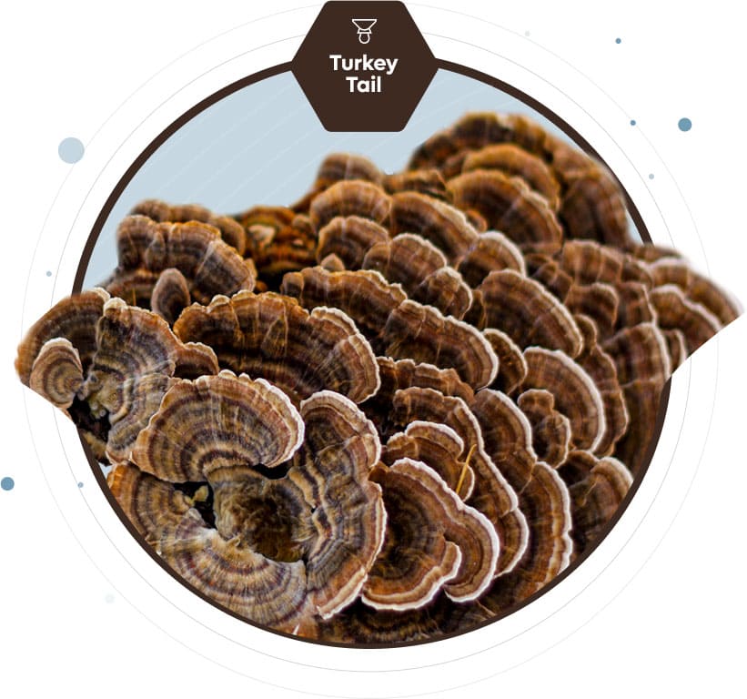 turkey tail
